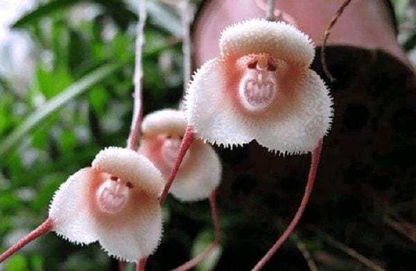 monkey-faced-orchid monkey faced orchid Bloom & Art