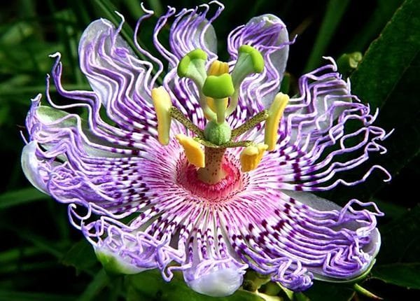 passion-flower-passiflora passion flower passiflora Bloom & Art