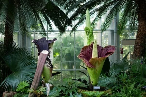 the-corpse-flower the corpse flower Bloom & Art