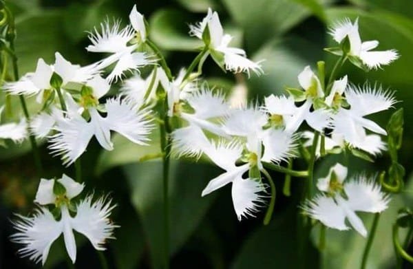 white-egret-orchid white egret orchid Bloom & Art